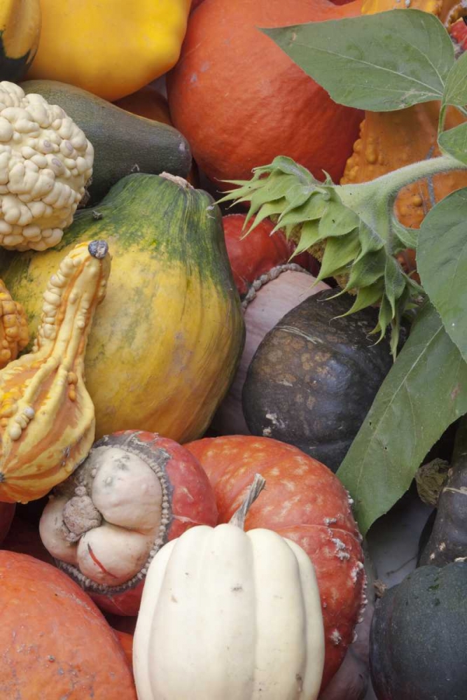 Canada, BC, Keremeos Winter squash